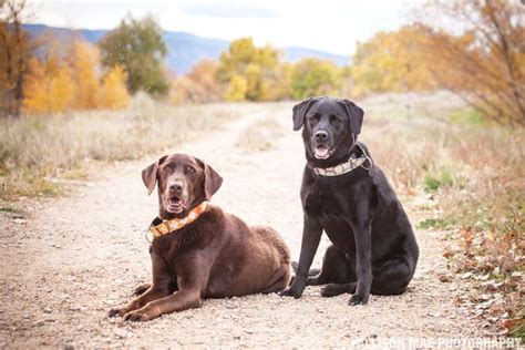 Boulder Pet Photography .